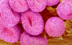 GeraniumPollen1920x120011-4-2011 11_19_48 AM Bing Desktop